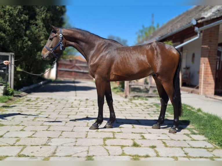Zangersheide Stallone 3 Anni 168 cm Baio ciliegia in Békéscsaba