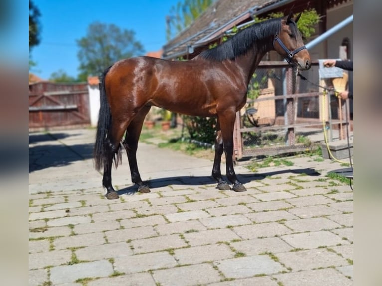 Zangersheide Stallone 3 Anni 168 cm Baio ciliegia in Békéscsaba