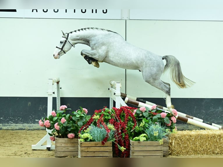 Zangersheide Stallone 3 Anni 168 cm Grigio in Bladel