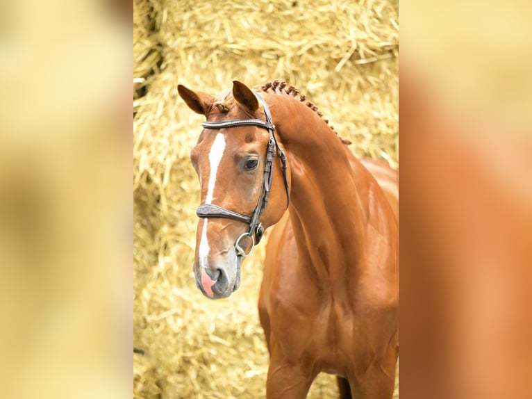 Zangersheide Stallone 3 Anni 168 cm Sauro in Bladel