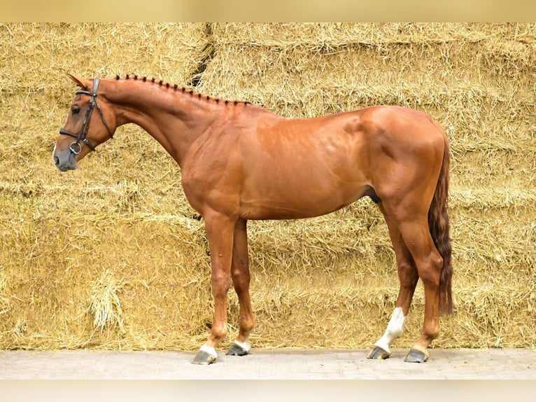Zangersheide Stallone 3 Anni 168 cm Sauro in Bladel