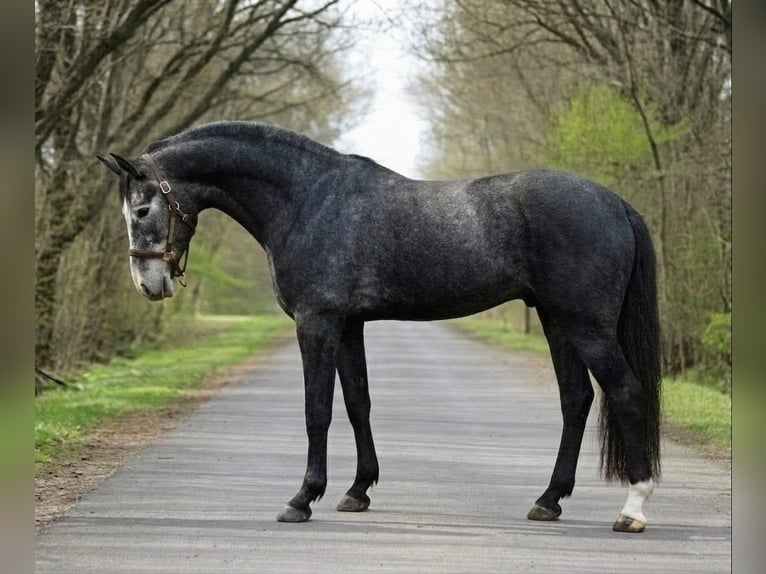 Zangersheide Stallone 3 Anni 169 cm Grigio ferro in Scheibenberg