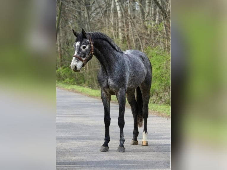 Zangersheide Stallone 3 Anni 169 cm Grigio ferro in Scheibenberg