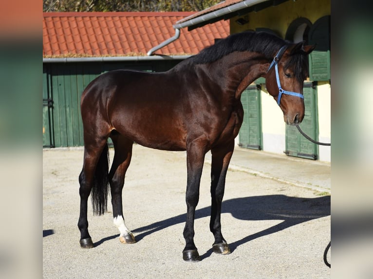 Zangersheide Stallone 3 Anni 170 cm Baio in Murska Soboda