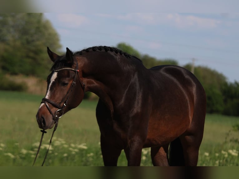 Zangersheide Stallone 3 Anni 170 cm Baio scuro in Alsóörs
