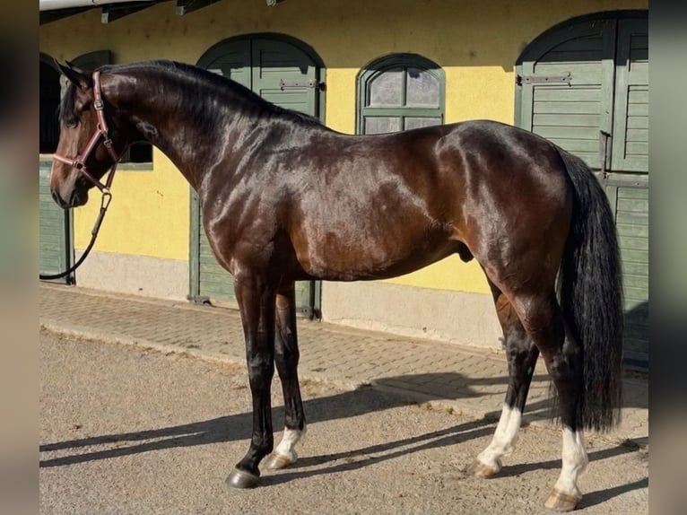 Zangersheide Stallone 3 Anni 170 cm Baio scuro in Murska Soboda