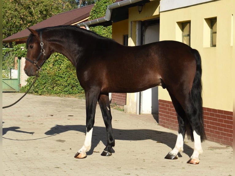 Zangersheide Stallone 3 Anni 170 cm Baio scuro in Murska Soboda