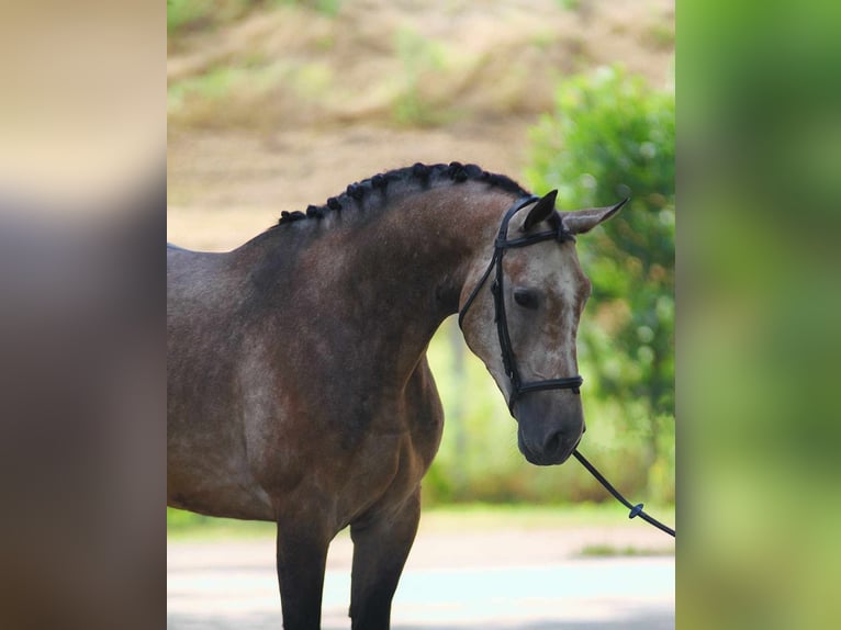 Zangersheide Stallone 3 Anni 170 cm Grigio in Halbenrain