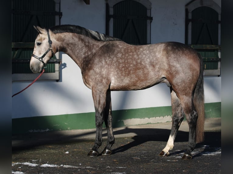 Zangersheide Stallone 3 Anni 170 cm Grigio in Halbenrain