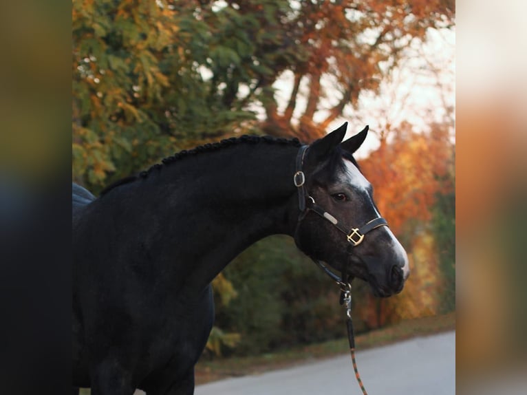 Zangersheide Stallone 3 Anni 170 cm Grigio in Halbenrain