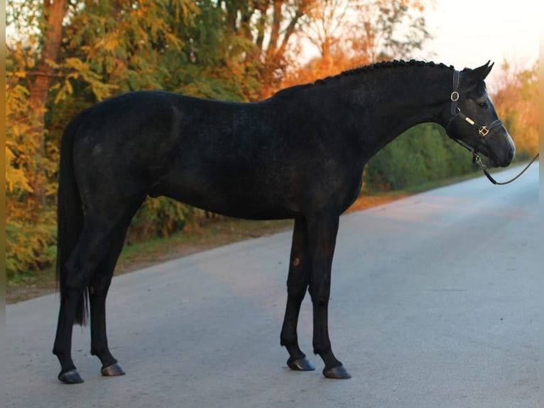 Zangersheide Stallone 3 Anni 170 cm Grigio in Halbenrain