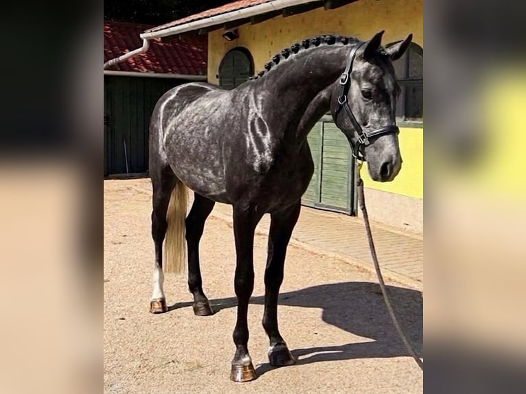 Zangersheide Stallone 3 Anni 170 cm Grigio in Murska Soboda