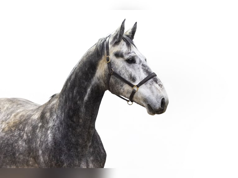 Zangersheide Stallone 3 Anni 170 cm Grigio in Waddinxveen