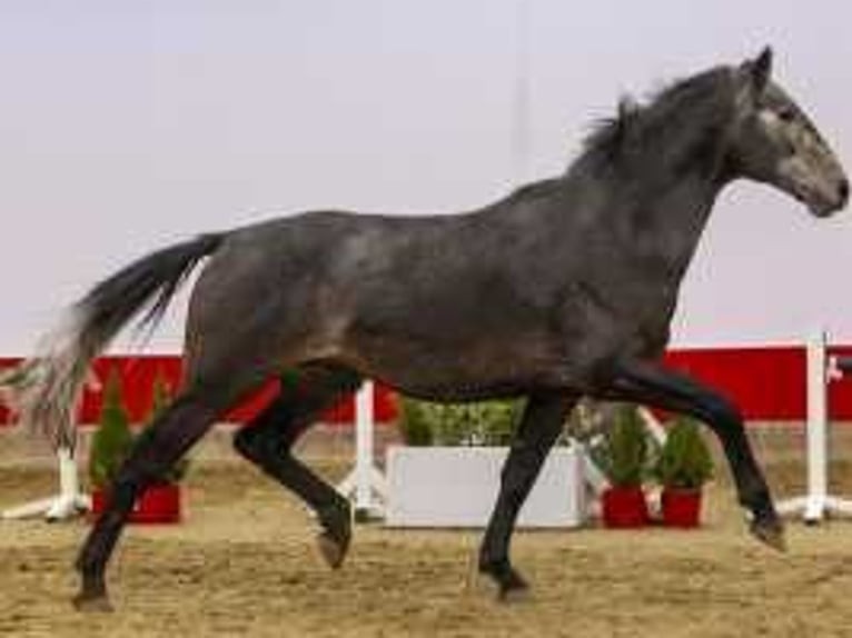 Zangersheide Stallone 3 Anni 170 cm Grigio in Waddinxveen