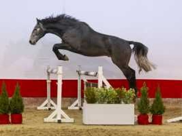 Zangersheide Stallone 3 Anni 170 cm Grigio in Waddinxveen