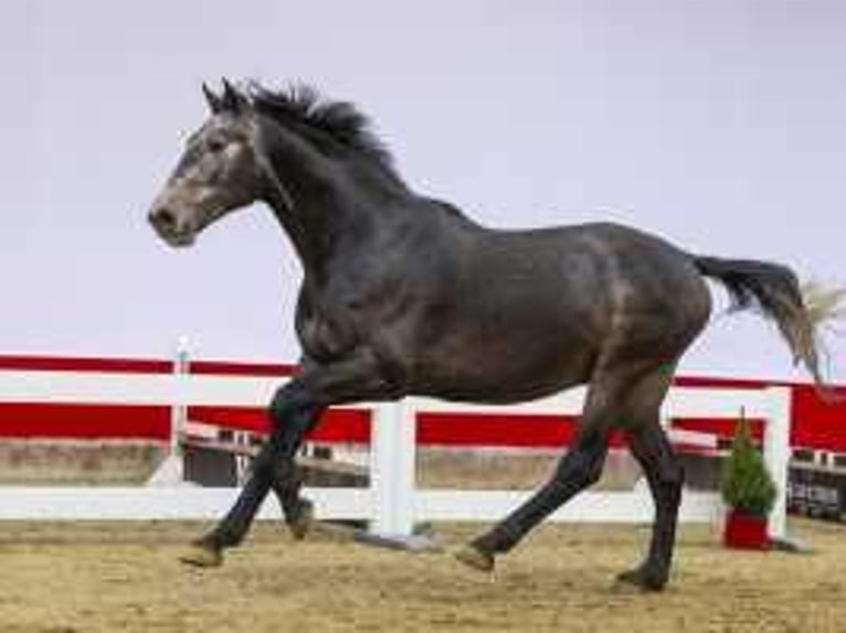 Zangersheide Stallone 3 Anni 170 cm Grigio in Waddinxveen