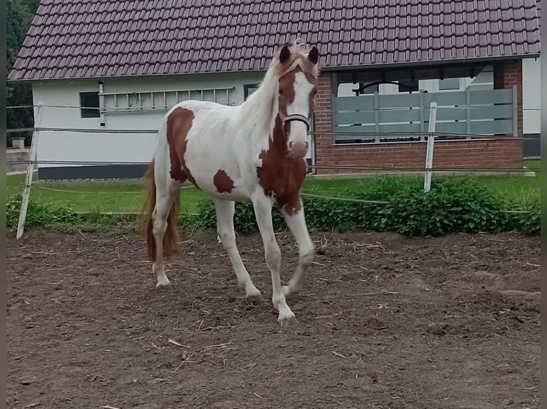 Zangersheide Stallone 3 Anni 170 cm Pezzato in Seesen