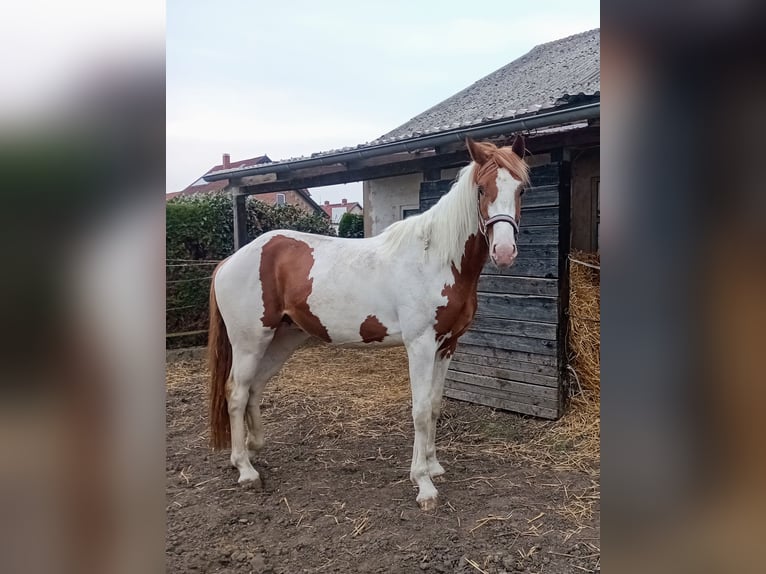 Zangersheide Stallone 3 Anni 170 cm Pezzato in Seesen