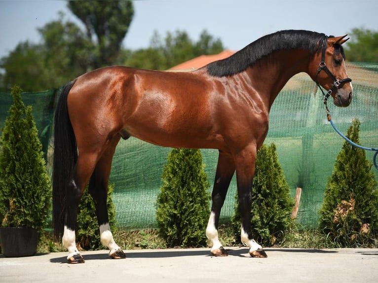 Zangersheide Stallone 3 Anni 171 cm Baio ciliegia in Snina