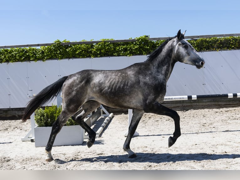 Zangersheide Stallone 3 Anni 172 cm in Waddinxveen
