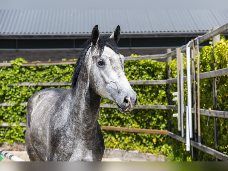 Zangersheide Stallone 3 Anni 172 cm in Waddinxveen