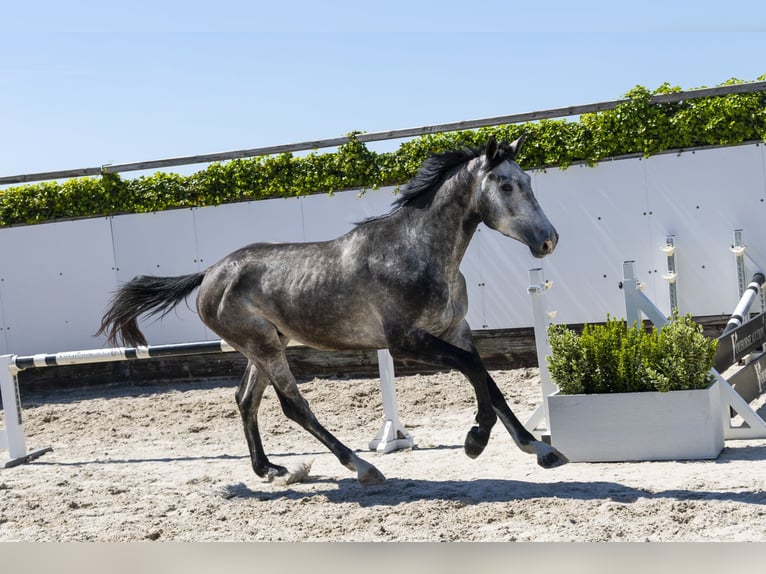 Zangersheide Stallone 3 Anni 172 cm in Waddinxveen
