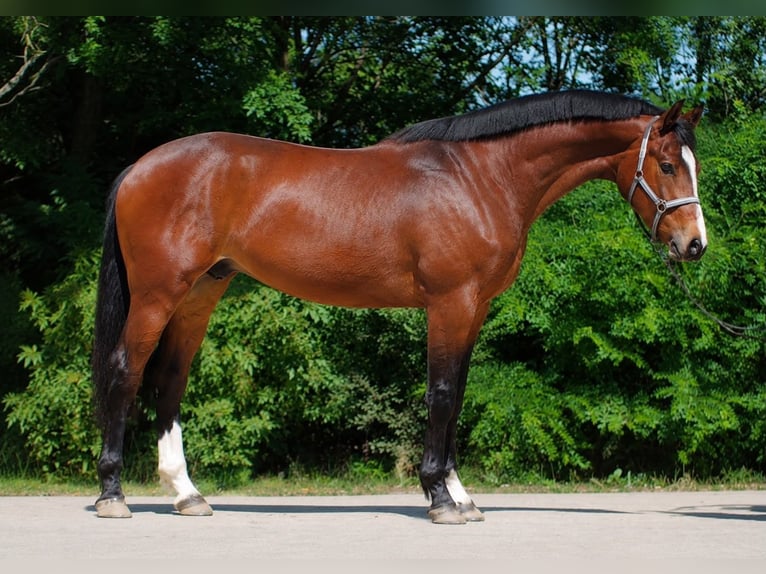 Zangersheide Stallone 3 Anni 173 cm  in Nickelsdorf