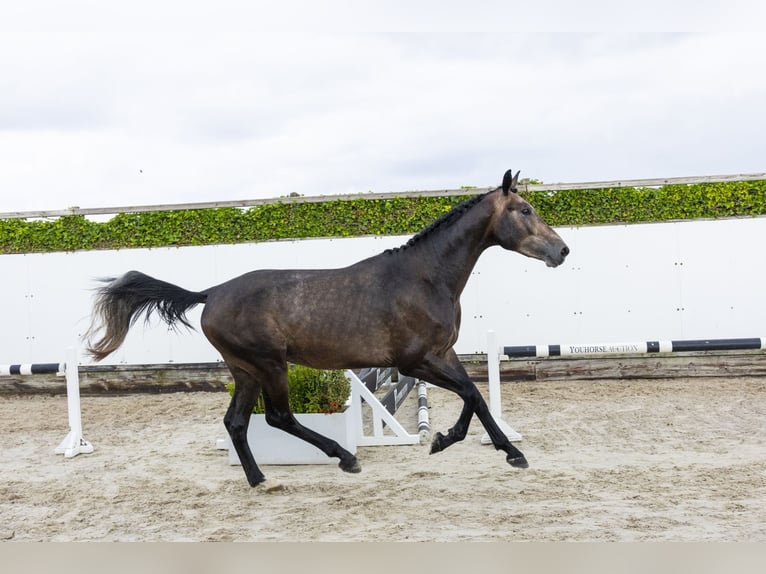 Zangersheide Stallone 3 Anni 173 cm Grigio in Waddinxveen