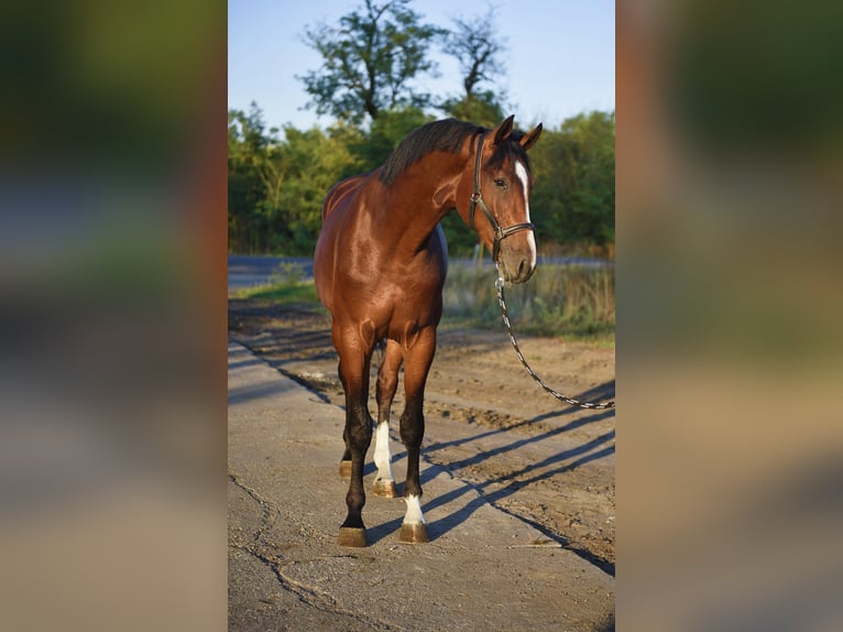 Zangersheide Stallone 3 Anni 174 cm Baio scuro in Gyula
