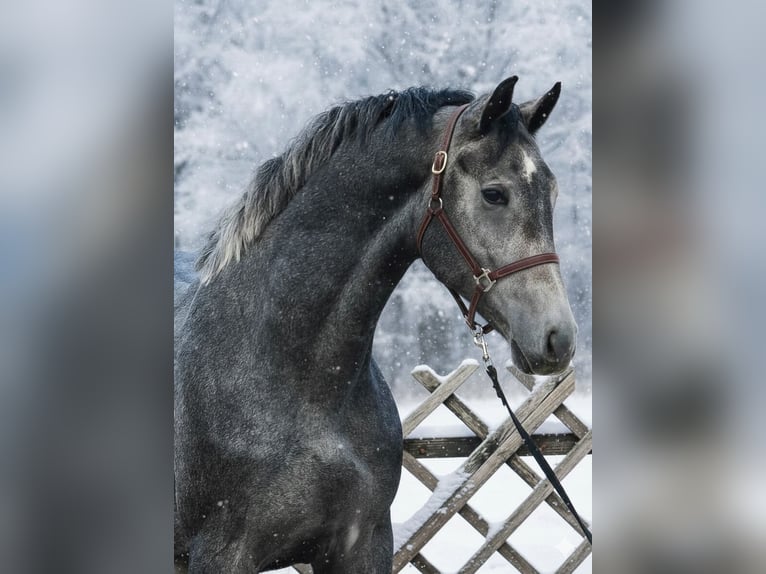 Zangersheide Stallone 3 Anni 174 cm Grigio in Baks