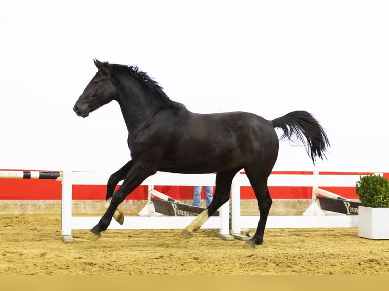 Zangersheide Stallone 3 Anni 174 cm Morello in Waddinxveen