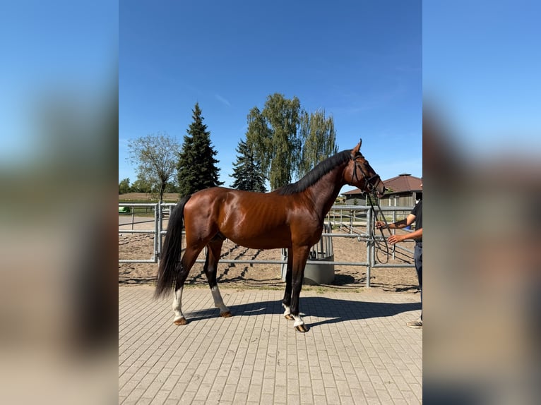 Zangersheide Stallone 3 Anni 175 cm Baio ciliegia in Bobrowice