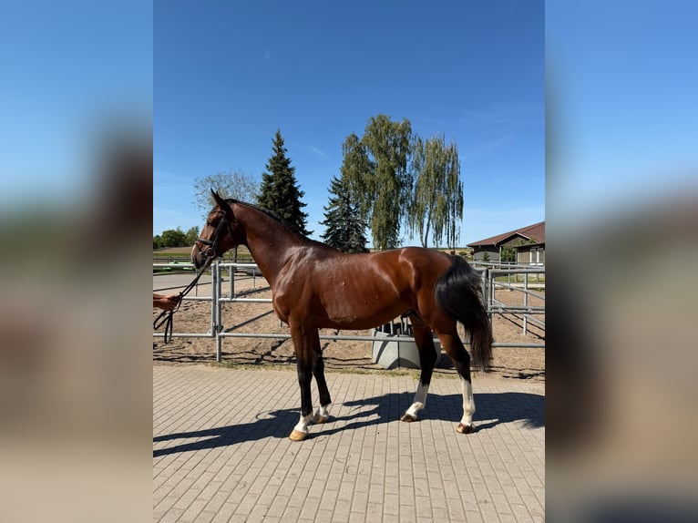 Zangersheide Stallone 3 Anni 175 cm Baio ciliegia in Bobrowice