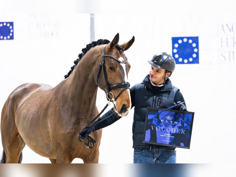Zangersheide Stallone 3 Anni 175 cm Baio ciliegia in Bobrowice