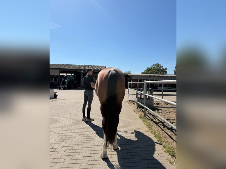 Zangersheide Stallone 3 Anni 175 cm Baio ciliegia in Bobrowice
