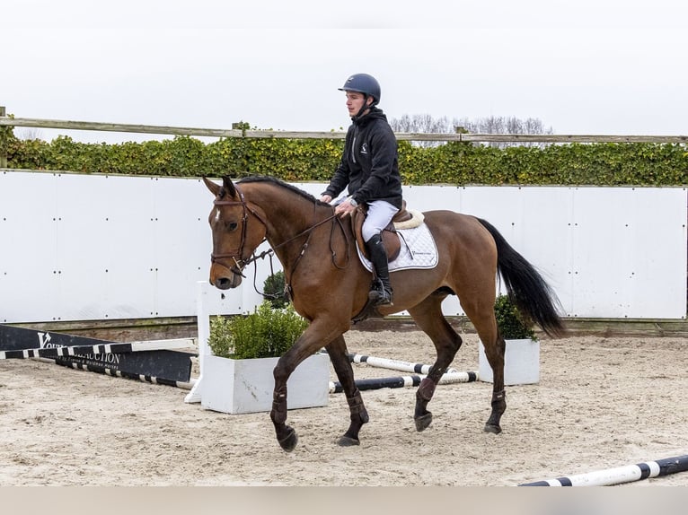 Zangersheide Stallone 3 Anni 175 cm  in Waddinxveen