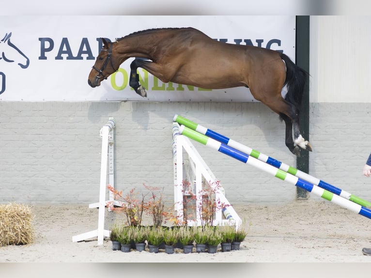 Zangersheide Stallone 3 Anni Baio in Heerde