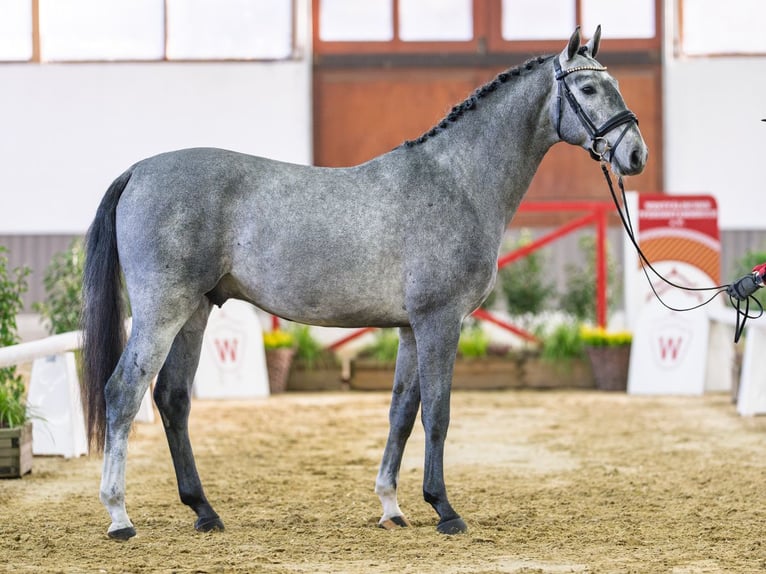Zangersheide Stallone 3 Anni Grigio in Münster-Handorf