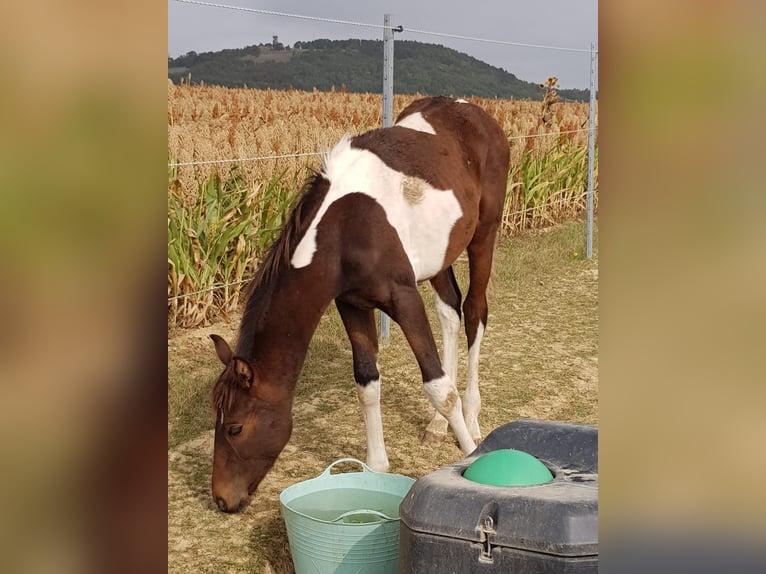 Zangersheide Stallone 3 Anni Pezzato in Ketzelsdorf