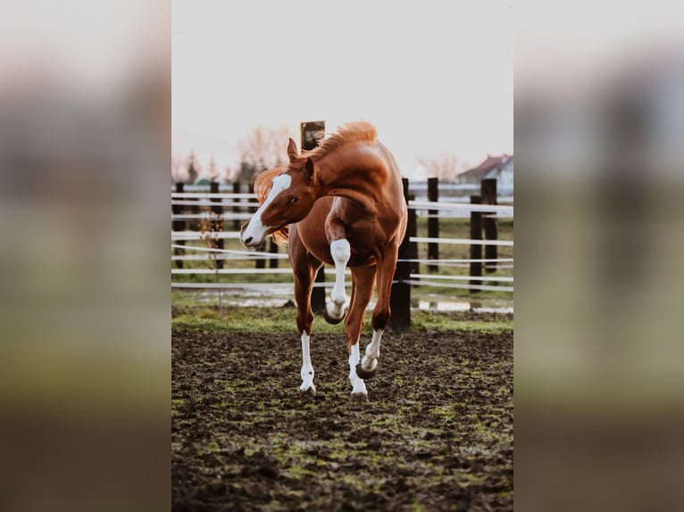 Zangersheide Stallone 3 Anni Sauro in Zagreb