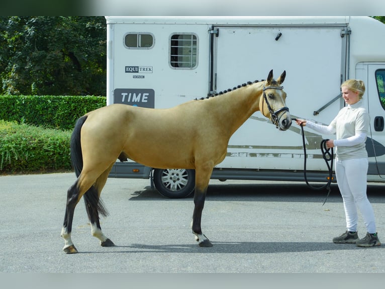 Zangersheide Stallone 4 Anni 152 cm Pelle di daino in Nistelrode
