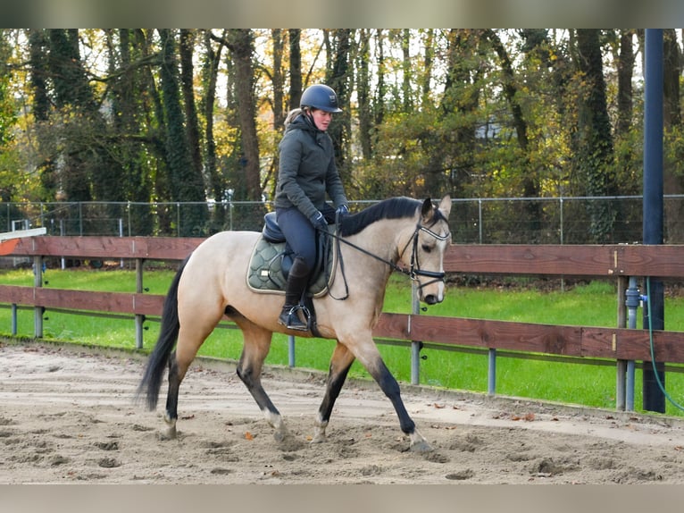 Zangersheide Stallone 4 Anni 152 cm Pelle di daino in Nistelrode
