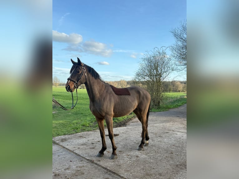 Zangersheide Stallone 4 Anni 153 cm Baio in Gangelt