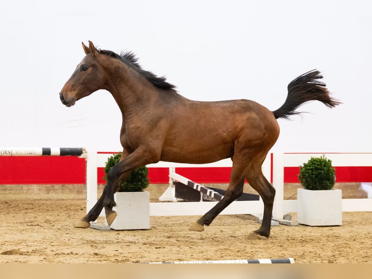 Zangersheide Stallone 4 Anni 157 cm Baio scuro in Waddinxveen