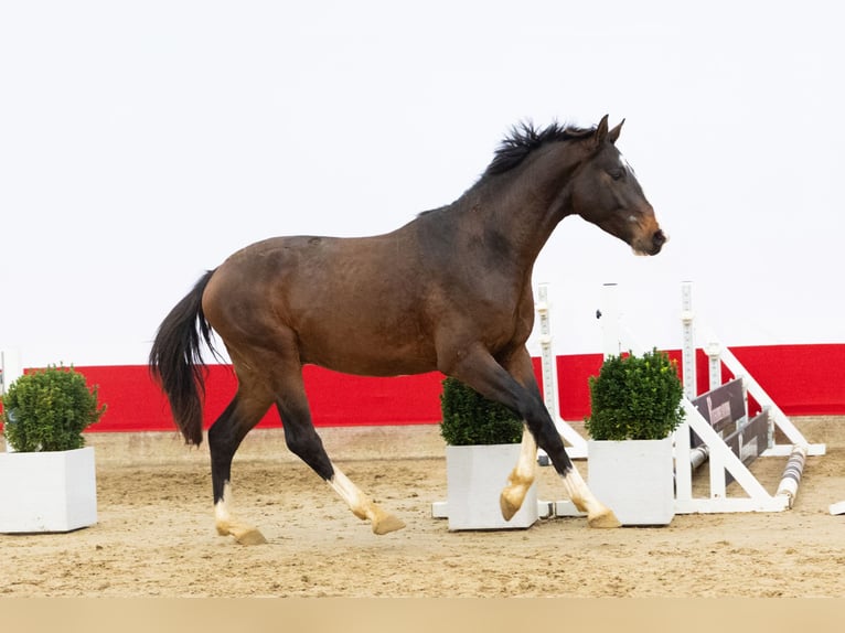 Zangersheide Stallone 4 Anni 160 cm in Waddinxveen