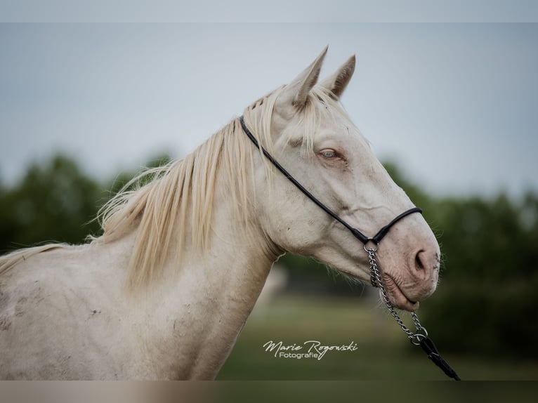 Zangersheide Stallone 4 Anni 160 cm Perlino in Beaumont pied-de-boeuf
