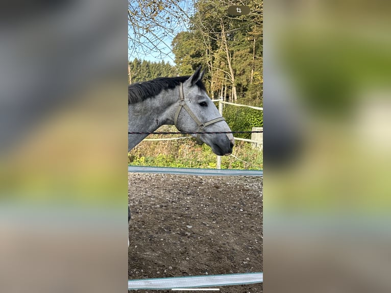 Zangersheide Stallone 4 Anni 164 cm Grigio in Tarcento