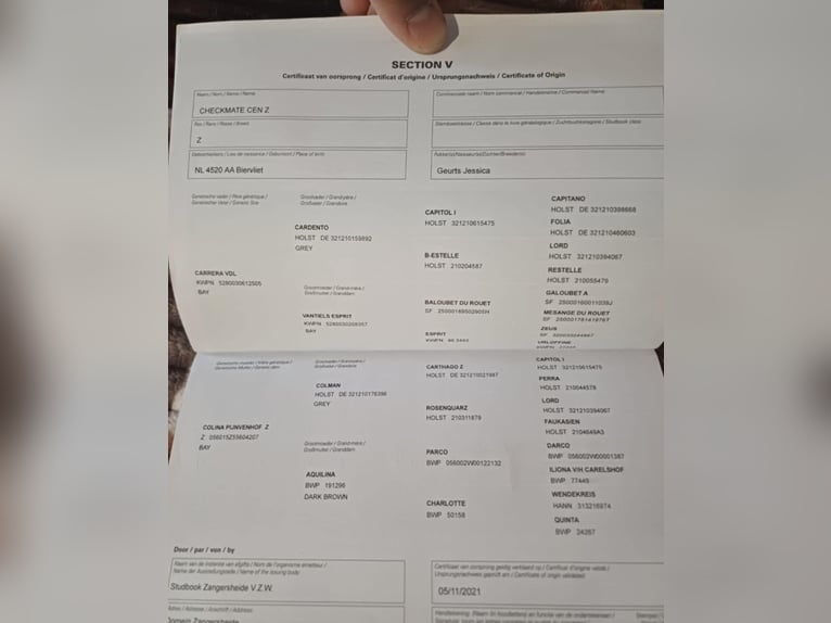 Zangersheide Stallone 4 Anni 164 cm Sauro in Wien, Innere Stadt