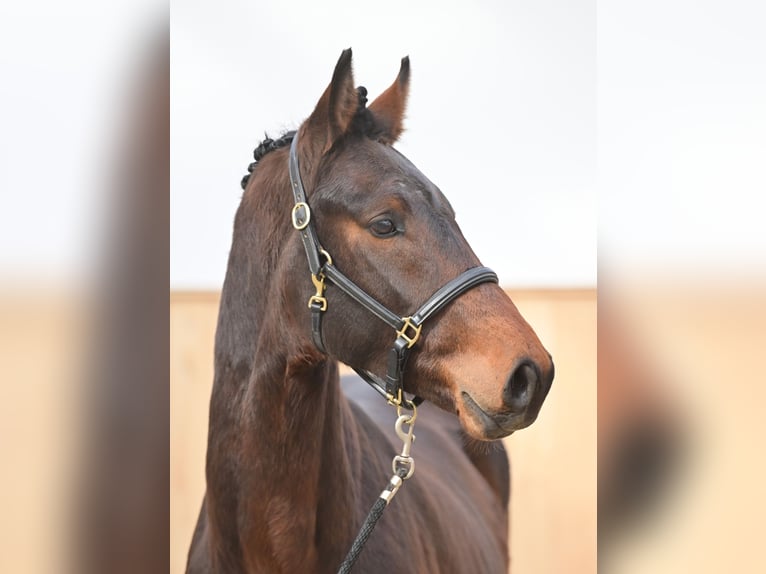 Zangersheide Stallone 4 Anni 165 cm Baio ciliegia in Pepingen