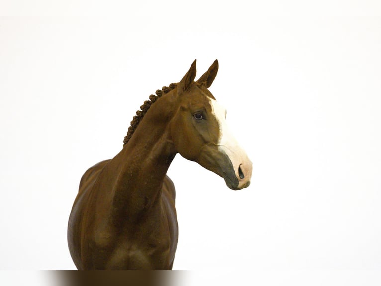 Zangersheide Stallone 4 Anni 165 cm Champagne in Waddinxveen